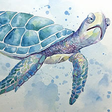 turtle